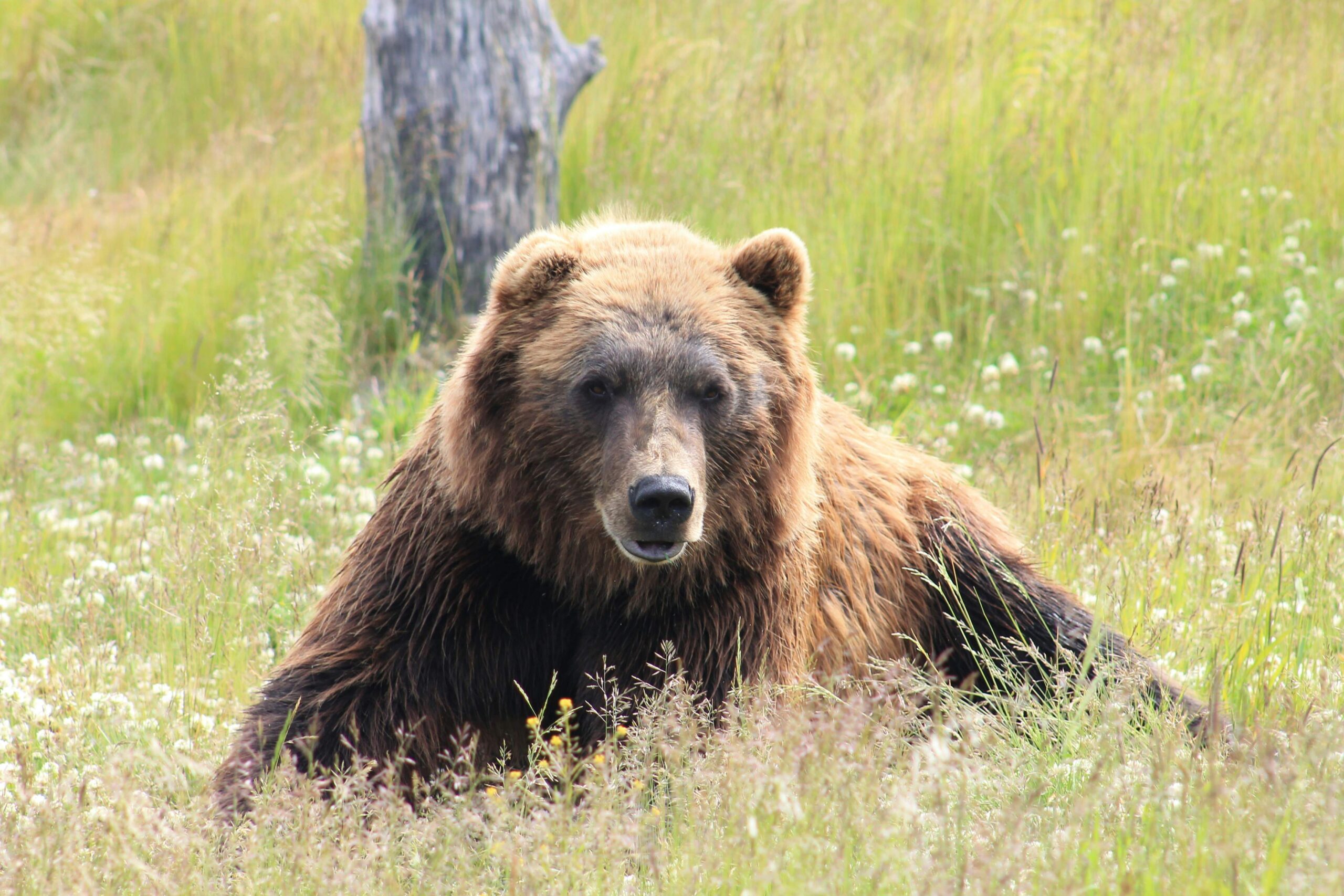 You are currently viewing Alaska’s National Park Tradition Conditions This Week